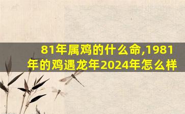 81年属鸡的什么命,1981年的鸡遇龙年2024年怎么样