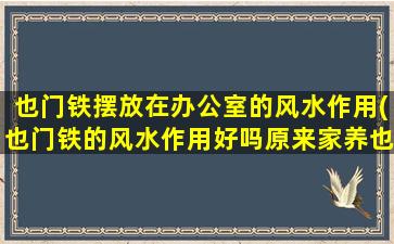 也门铁摆放在办公室的风水作用(也门铁的风水作用好吗原来家养也门铁还有这样的寓意)