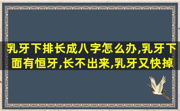 乳牙下排长成八字怎么办,乳牙下面有恒牙,长不出来,乳牙又快掉了,怎么办