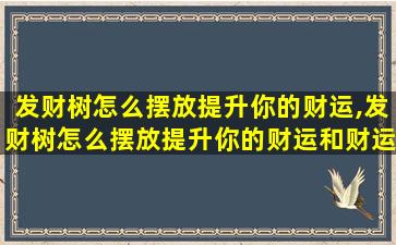 发财树怎么摆放提升你的财运,发财树怎么摆放提升你的财运和财运