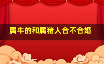 属牛的和属猪人合不合婚