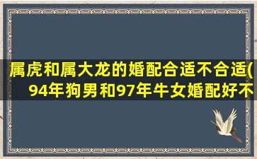 属虎和属大龙的婚配合适不合适(94年狗男和97年牛女婚配好不)