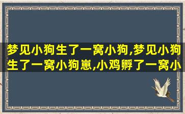 梦见小狗生了一窝小狗,梦见小狗生了一窝小狗崽,小鸡孵了一窝小鸡仔