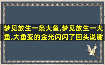 梦见放生一条大鱼,梦见放生一大鱼,大鱼变的金光闪闪了回头说谢谢