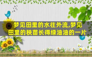 梦见田里的水往外流,梦见田里的秧苗长得绿油油的一片