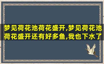 梦见荷花池荷花盛开,梦见荷花池荷花盛开还有好多鱼,我也下水了