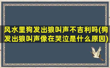 风水里狗发出狼叫声不吉利吗(狗发出狼叫声像在哭泣是什么原因)